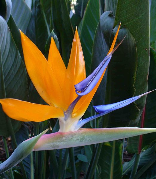 Strelitzia reginae 'Mandela's Gold'
